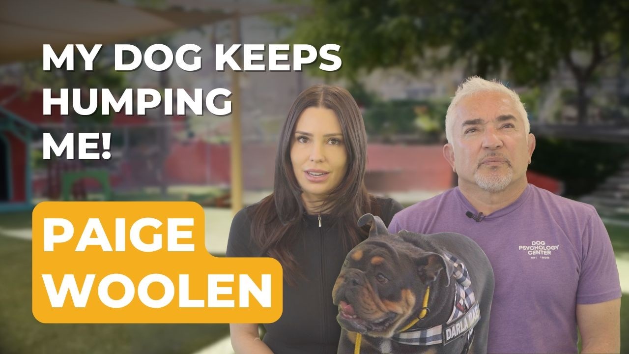 When an Influencer’s Dog Is Out of Control | Cesar Solves the Case