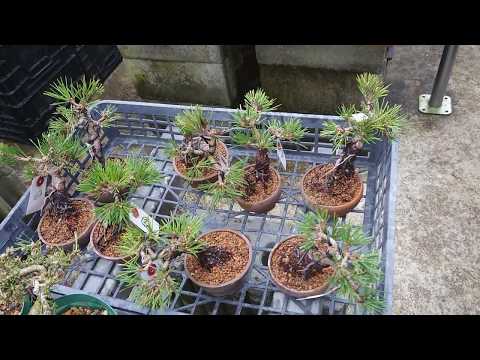 小品盆栽 千寿姫-2 Beginner's Bonsai Care Course: Wiring the material of the eight