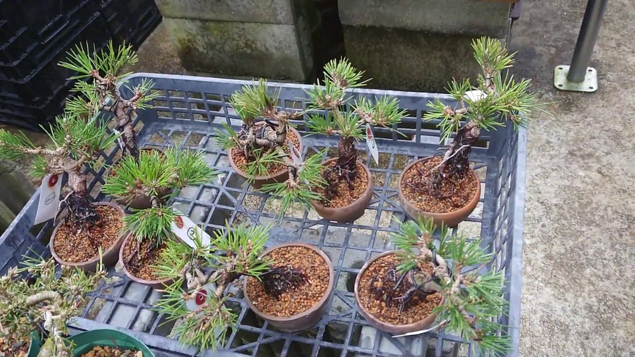 千寿丸のミニ盆栽の製作の過程 - YouTube