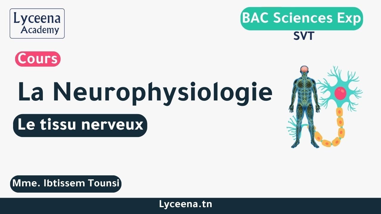 BAC | SVT |  La Neurophysiologie | Le tissu nerveux