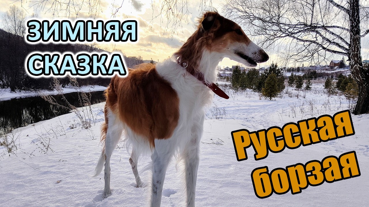 Зимняя сказка с русской борзой: солнце, снег и лес