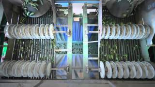 6 соток - Производство маринованных огурцов