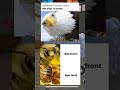 They said it wouldn't work... 🦅 #FreeFire #Memes #sorts