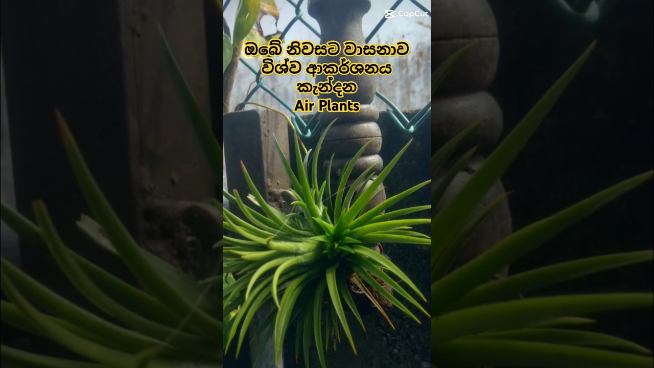 විෂ වායු වලට ස්වාභාවික විසදුම✨🌱 #airplants #indoorplants #trending #bandaragama #shortvideo #nature