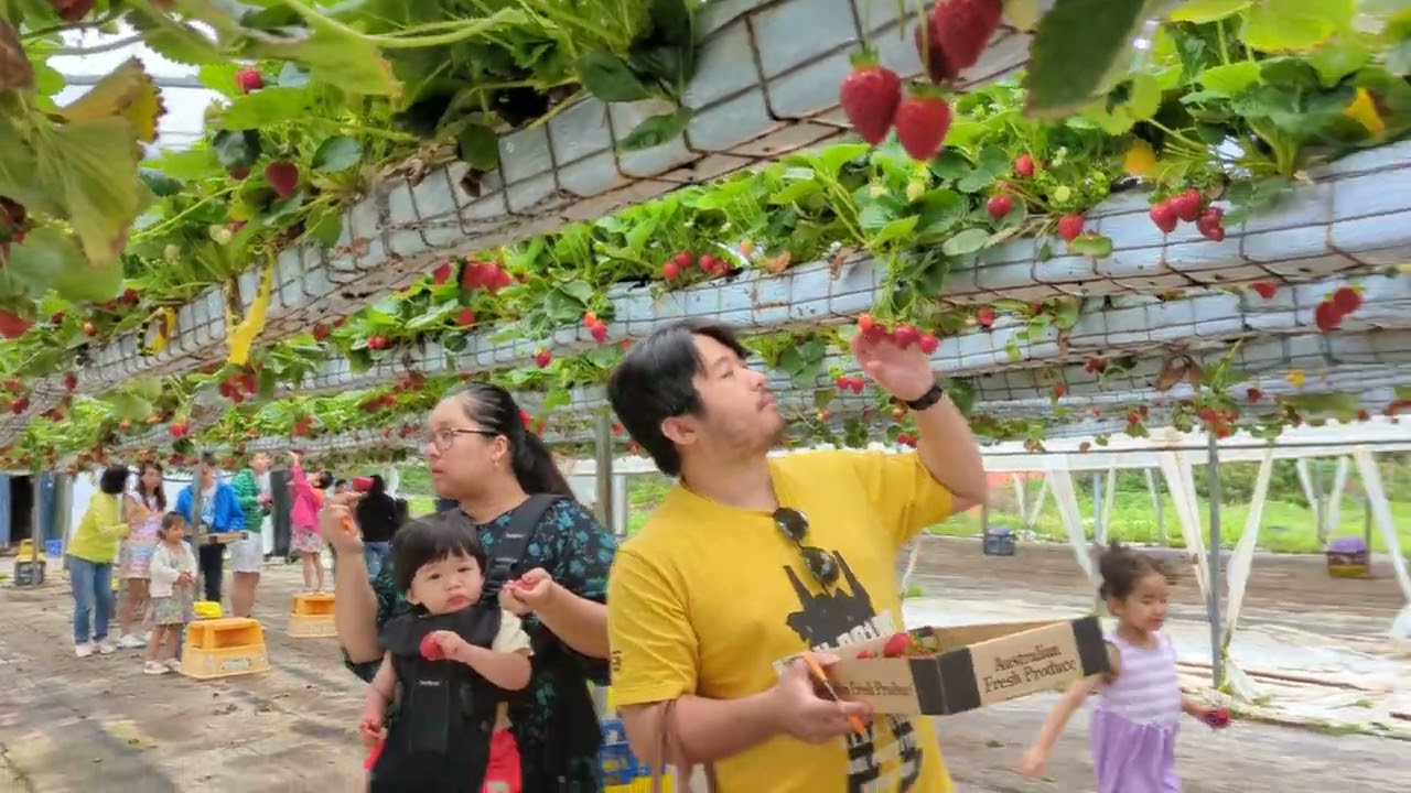picking strawberry at the  farm greenhouse so delicious 😋 NSW Australia