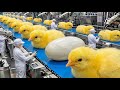 Modern Chicken Farming Mega Factory | High-Tech Egg Incubation & Broiler Production Line