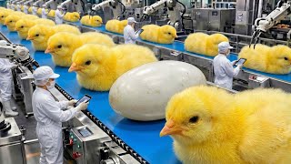 Modern Chicken Farming Mega Factory | High-Tech Egg Incubation & Broiler Production Line