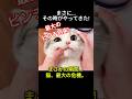 絶対に薬を飲みたくない猫 vs 熟練の飼い主。最後に放った「ドヤ顔」が凄すぎるｗ