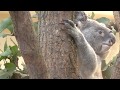 Миленькая коала (Венский зоопарк) / Sweet Koala (Vienna Zoo)
