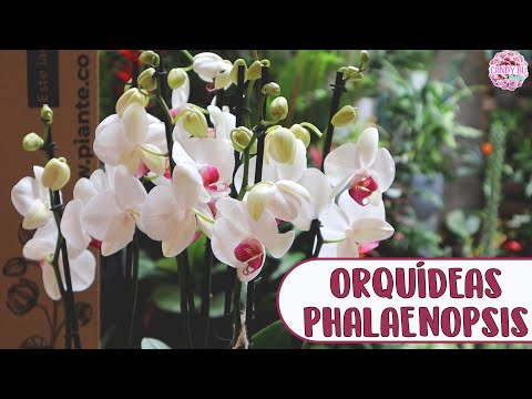 Video: ¿La orquídea es una planta de interior?