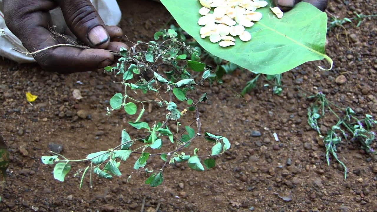 Herbal Prophylactics for Vertigo Pankaj Oudhia's Medicinal Plant