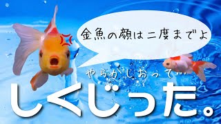【金魚】しくじった。【初心者】 【金魚】しくじった。【初心者】
