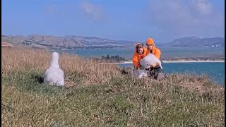 Royal Albatross ~ Rangers Weigh The Chicks  LGL Comes In To Feed TF! Update on ROY!   4.22.24