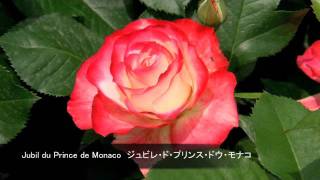 バラ図鑑：浜寺公園 Rose Garden