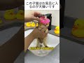 この子猫はお風呂に入るのが大嫌いです