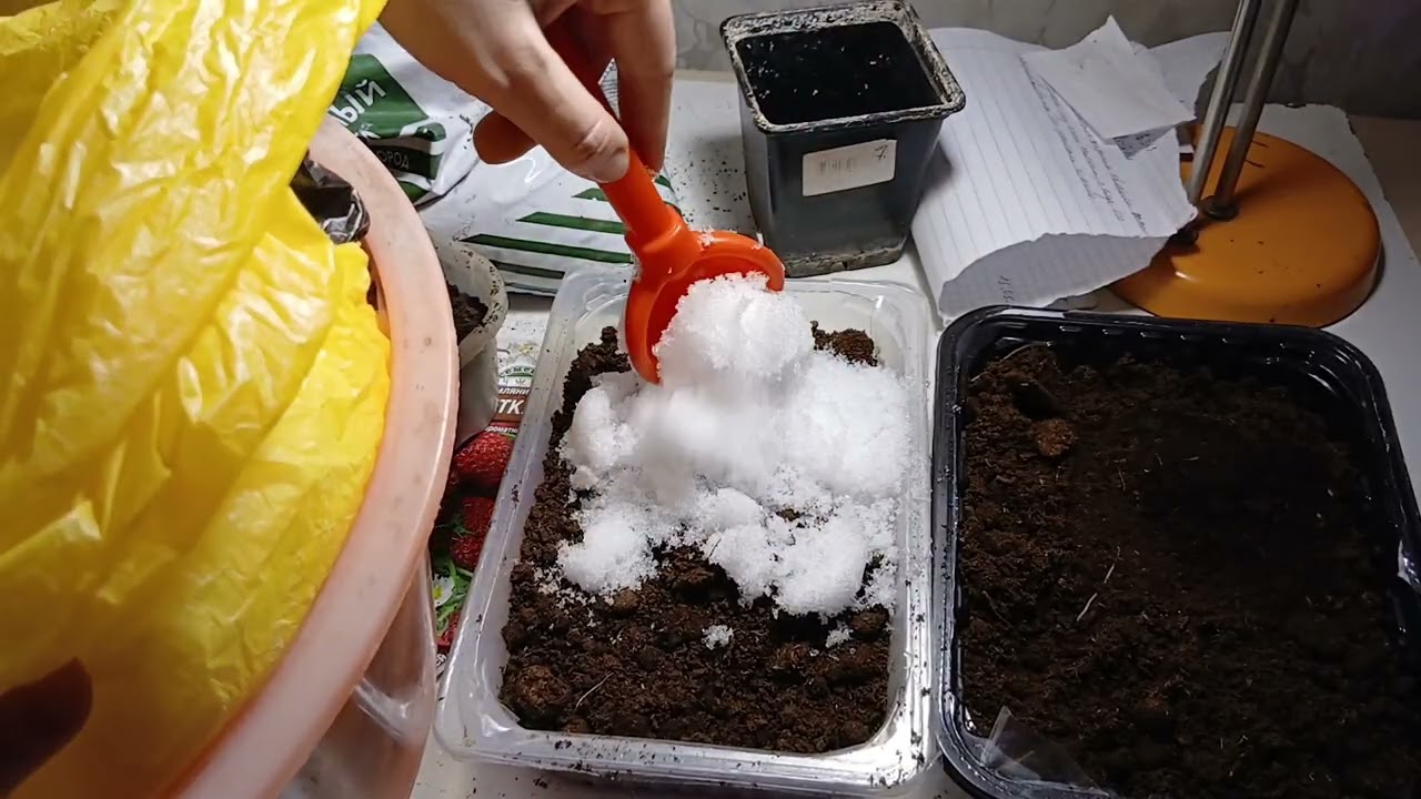 Перцы и земляника: сею на рассаду в феврале 2026. Подробное видео