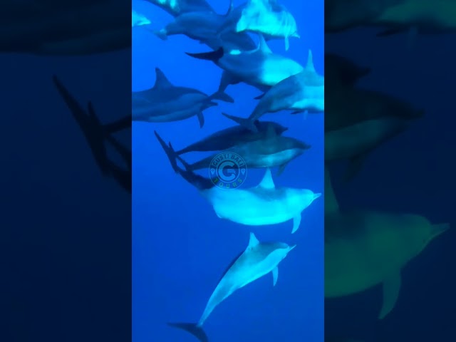 Lovina Swim with Dolphin and Snorkeling. #gustibalitours #baliescape #gustibali #lovinadolphin