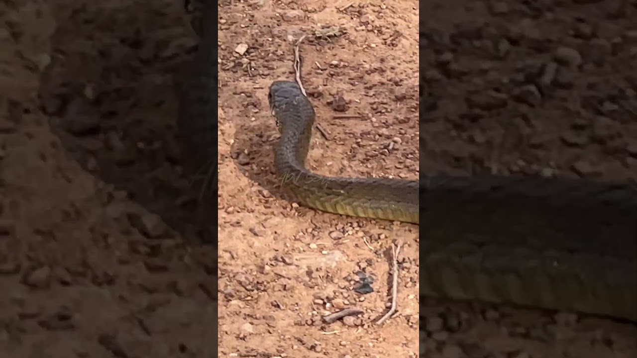 Adult Rat Snake Release..! 