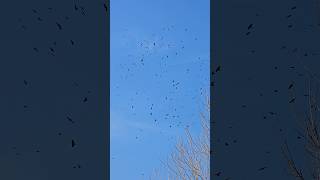 Autumn Migration of Daurian Jackdaws & Rooks | A River of Black Wings in the Sky #beautiful #nature