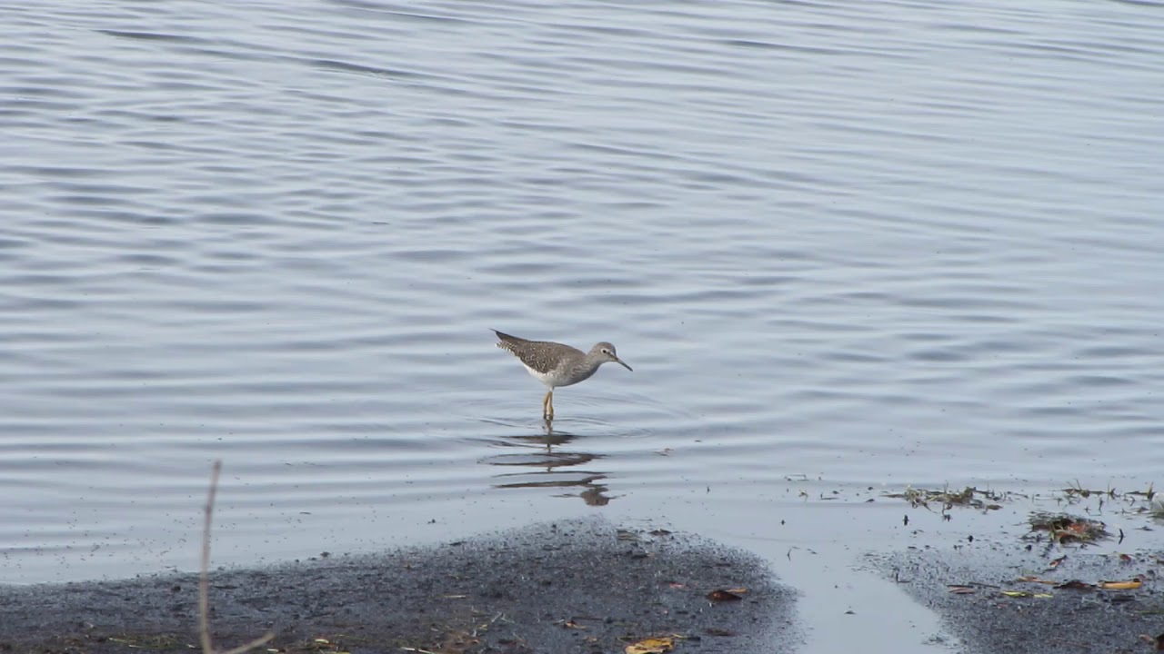 Lesser yellowlegs (Tringa flavipes)
