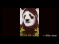 Panda Bear - Lisbon Zoo