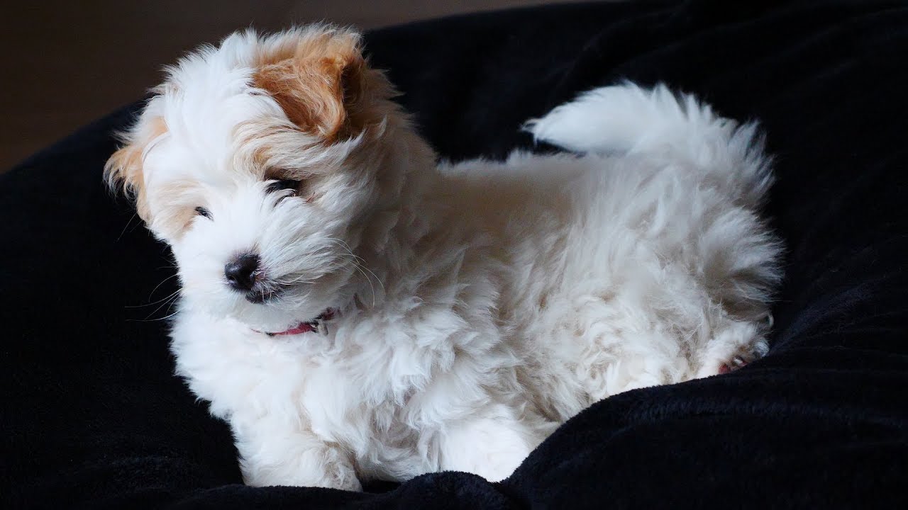 Virtual Reality VR180 cute puppy molly Coton de Tulear 10 weeks old | How To Cook That