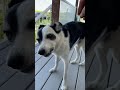 Cattle dog helping to shell peas. Yummy! 😂