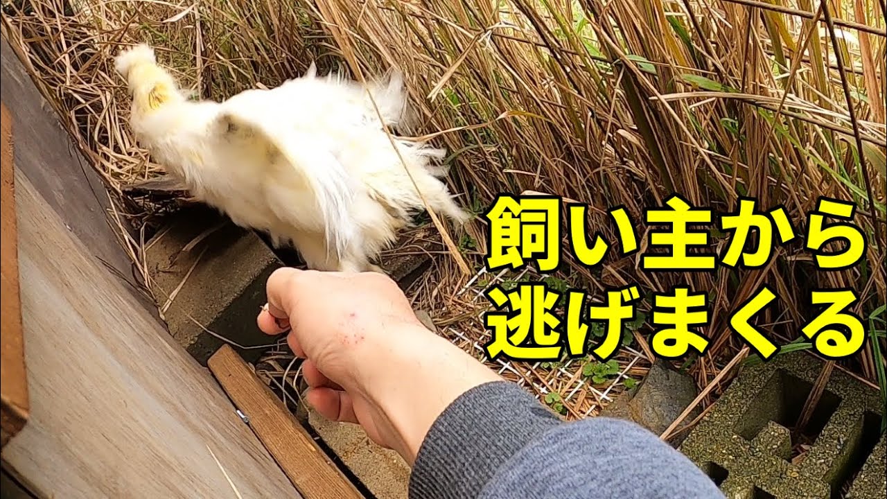 Sad News] I raised them with care, so why did this happen