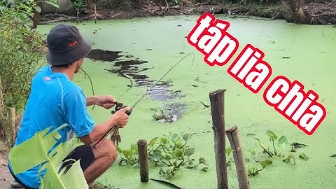 câu cá lóc | mồi mới không trượt phát nào | rong chơi miền tây #sonrau #fishing #lurecaloc #cantre