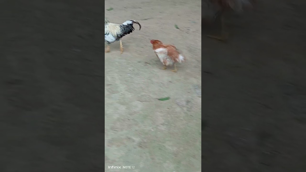 chicken meeting first time 😱😱😍