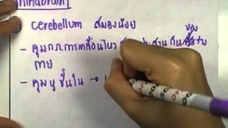 ormBio 097 : ระบบประสาท ,ตอน03