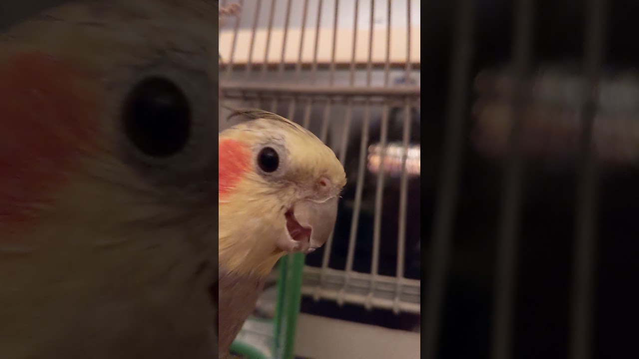 Here's The Bird Oh Yeah Hissing Bird Why Do Birds Hiss? What