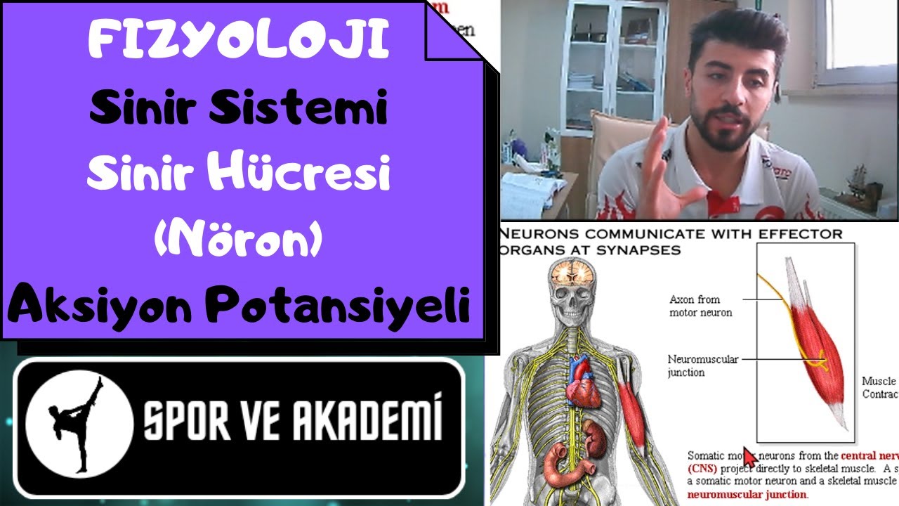 FİZYOLOJİ - Sinir sistemi fizyolojisi - Aksiyon Potansiyeli -  Sinir Hücresi