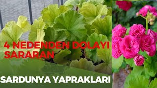 Sardunyalarin Yaprak Sararmasinin Sebep Ve Çözümler.