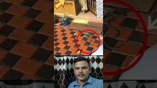Snake Attack While Opening Gate in Rainy Season 😱 | Stay Alert &amp; Stay Safe #SnakeAlert #RainySeason
