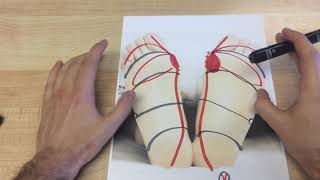 Mapping The Cardiovascular System - Reflexology
