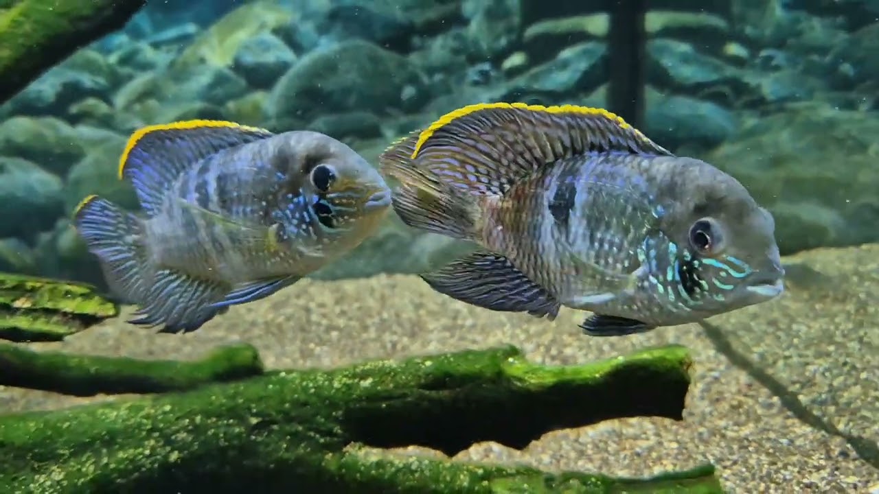 Andinoacara latifrons – Platinum Acara – AquaInfo