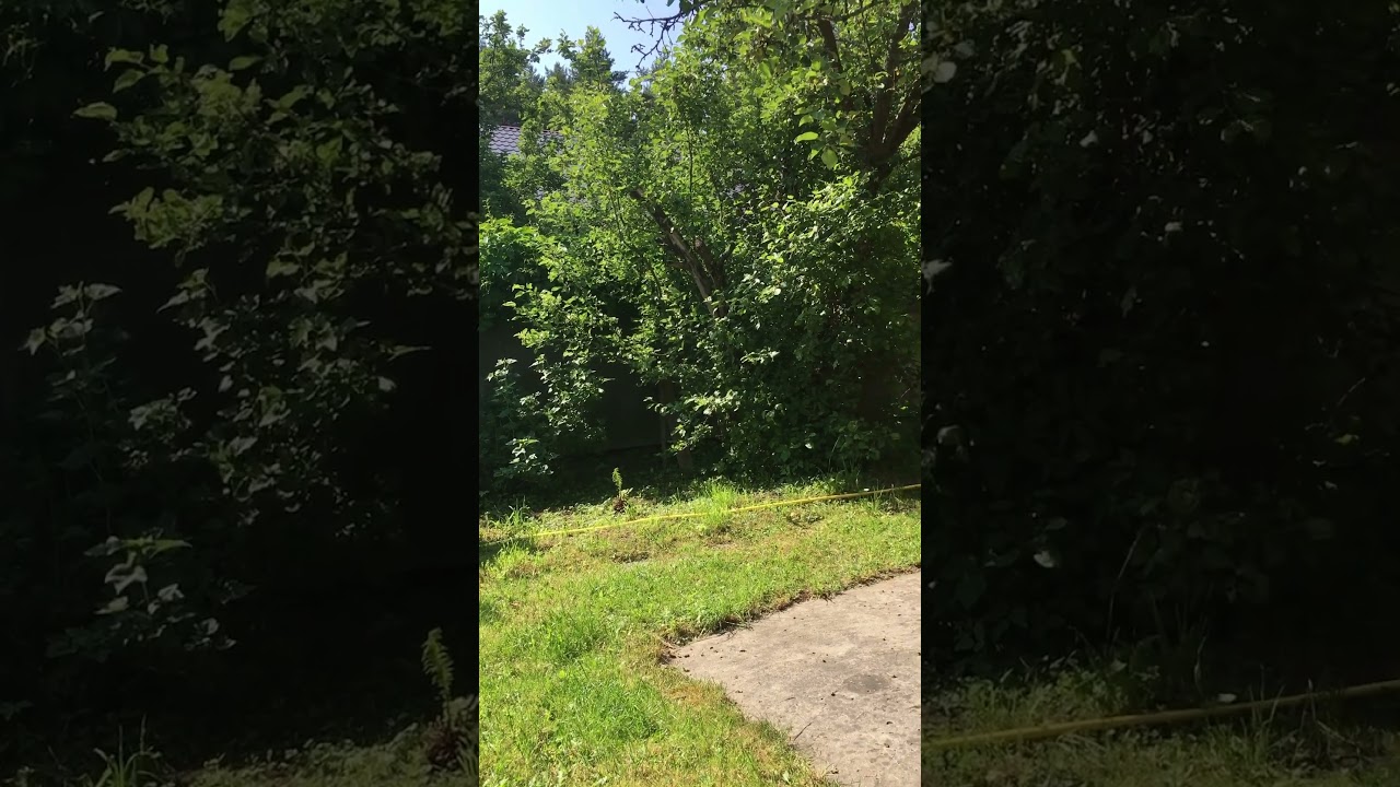 Зелёная защита от соседки!)