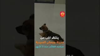 وفاء من نوع نادر كلب توفى صاحبه بكورونا داخل المستشفى لمدة ٣ شهور و يأبى الرحيل