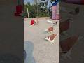 pigeon video blog. #pigeonvideo