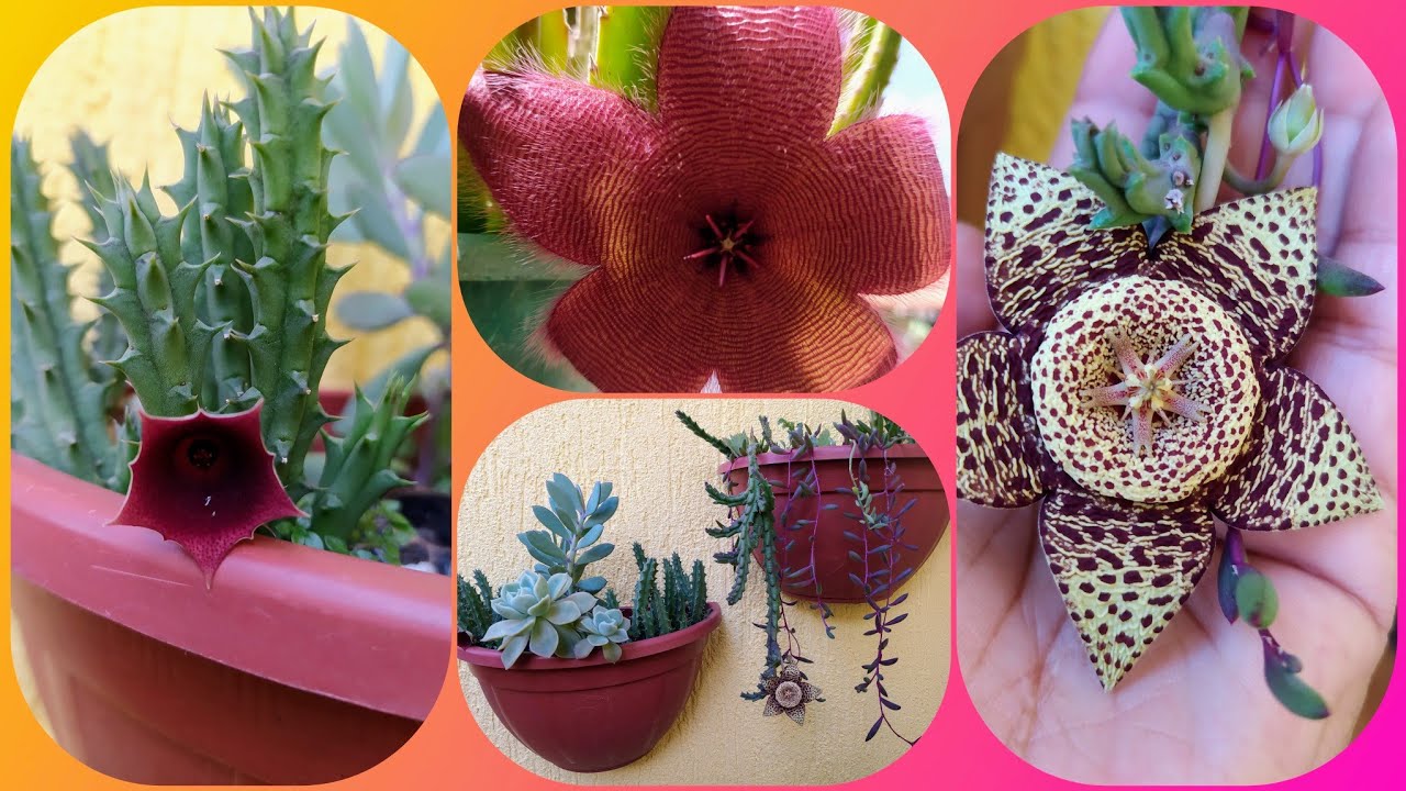 Dicas: Com 3 Espécies de Suculentas e Cacto, Orbea variegata, Huernia, e Stapelia...