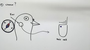 Science Sketch: Cuticulosome