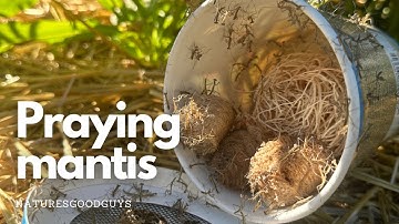 Praying mantis hatching compilation video by NaturesGoodGuys