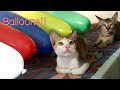 Cat Loves Balloons!! | Cat videos | Bellon Videos | Cat Balloon