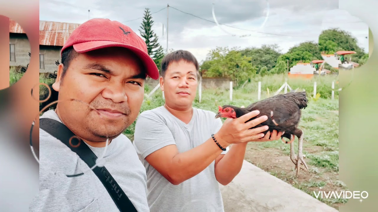 Backyard Breeding Cage and Ranging YouTube