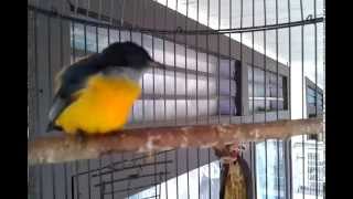 Download lagu Burung Imut Lucu Bersuara Merdu Orange bellied Flowerpecker Dicaeum trigonostigma Burung Imut Lucu Bersuara Merdu Orange bellied Flowerpecker Dicaeum trigonostigma