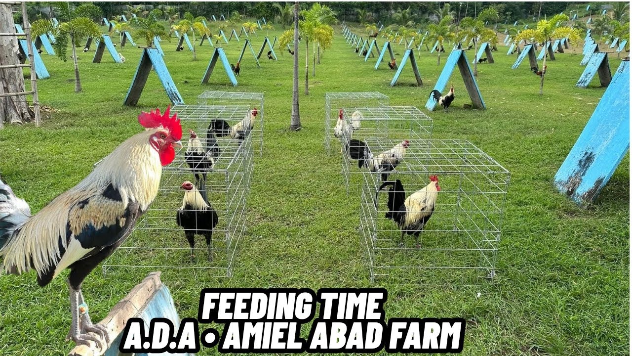 Feeding Time Popeye Paul Spark - Amiel Abad Farm Shape Outdoor indoor ...