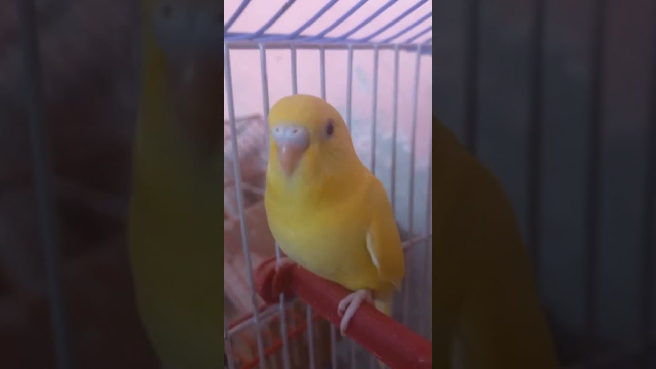 Lutino Red Eye Budgie 🕊️🐦
