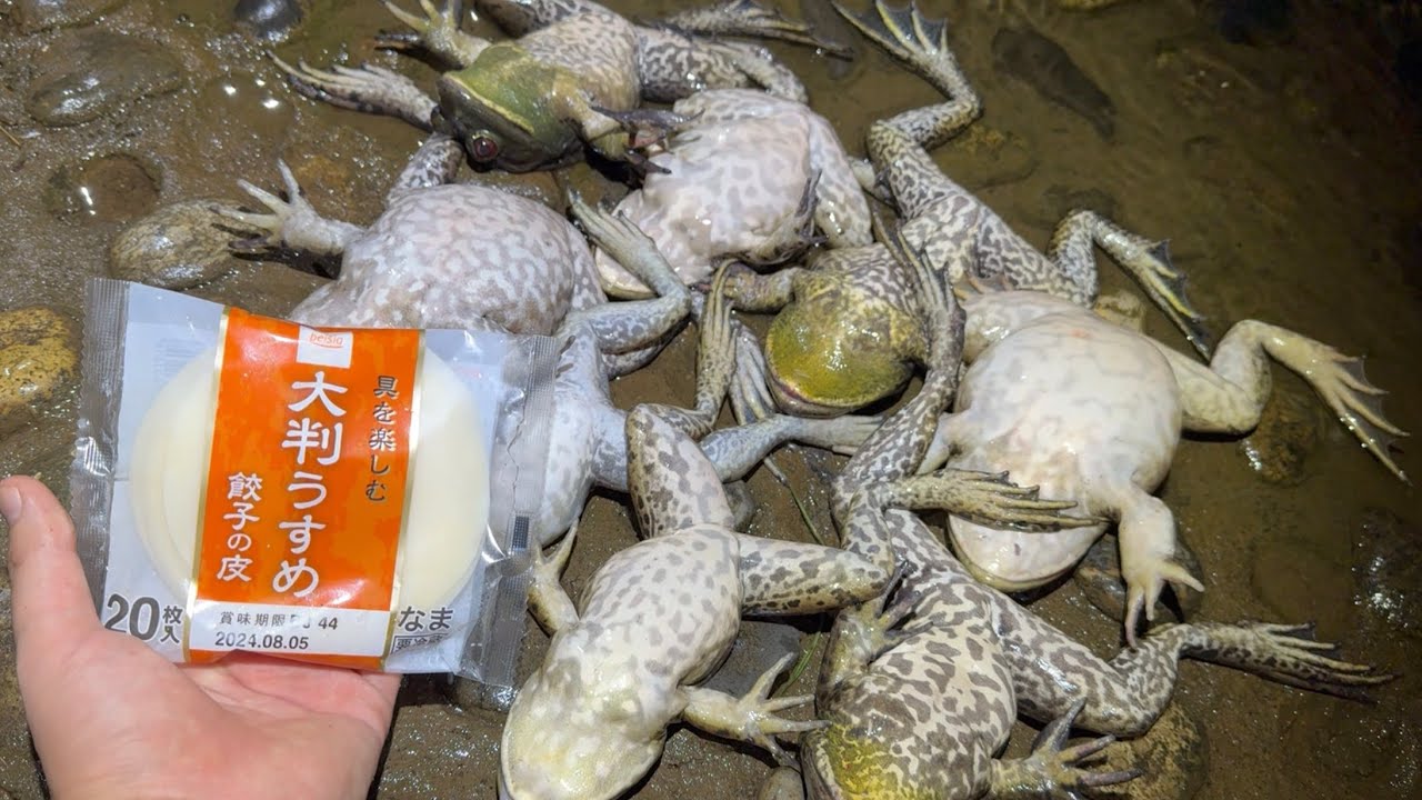 ウシガエルで餃子作ったら美味い説