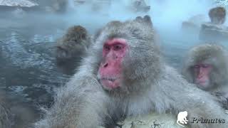 Primates que viven en aguas termales, conoce al Macaco Japonés